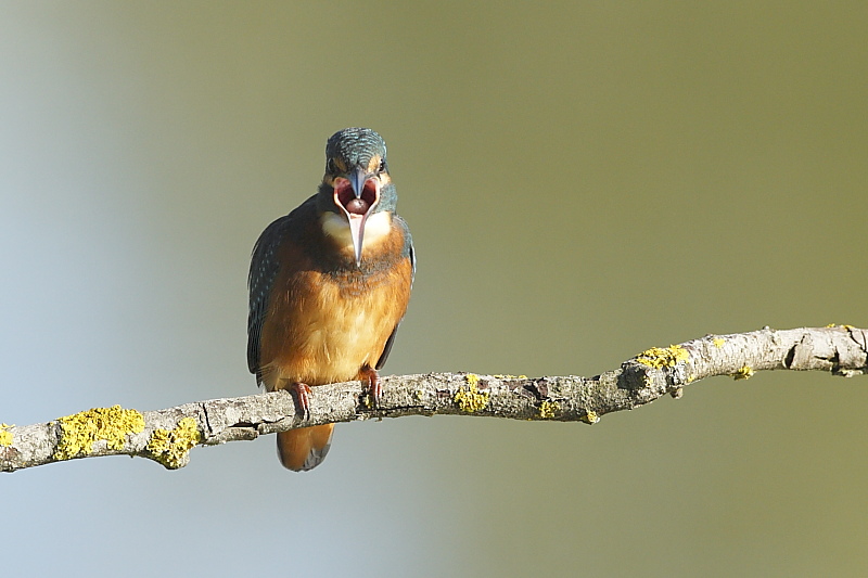 Stranezza del Martin pescatore